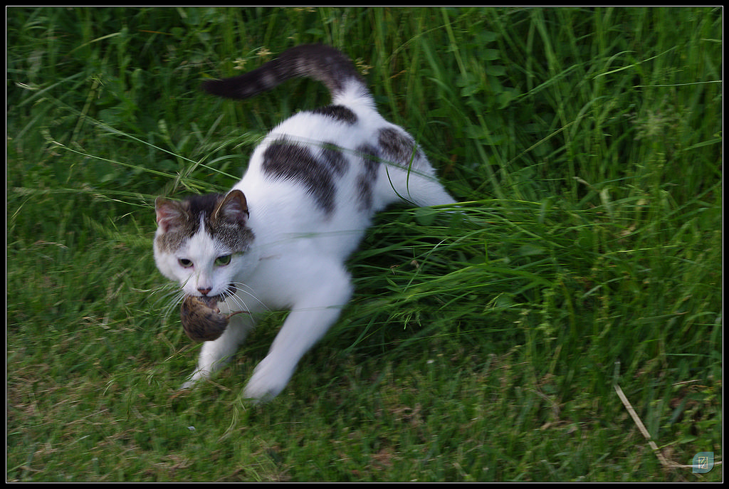 Animaux de compagnie - Page 16 20120526_IMGP4421_1024-400koMax