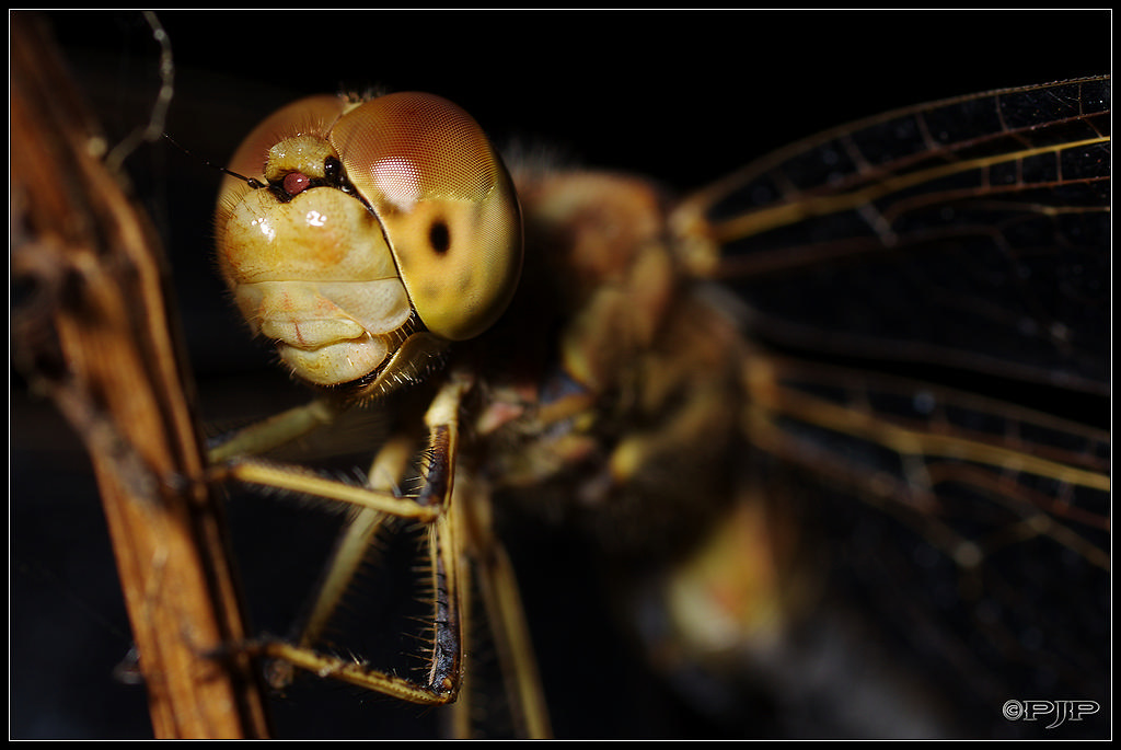 Macros/  proxi/  insectes  - Page 38 20120814_IMGP4662_1024-400koMax