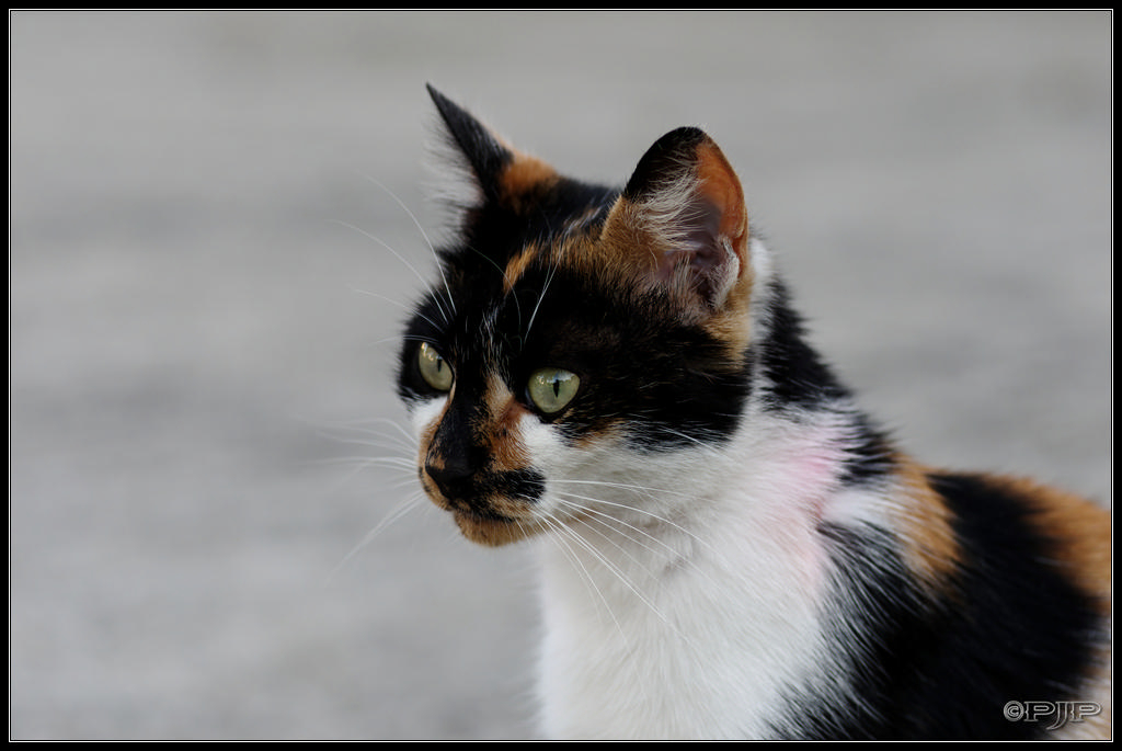 Animaux de compagnie - Page 14 20130705_203214_4182_DxO_1024-400koMax