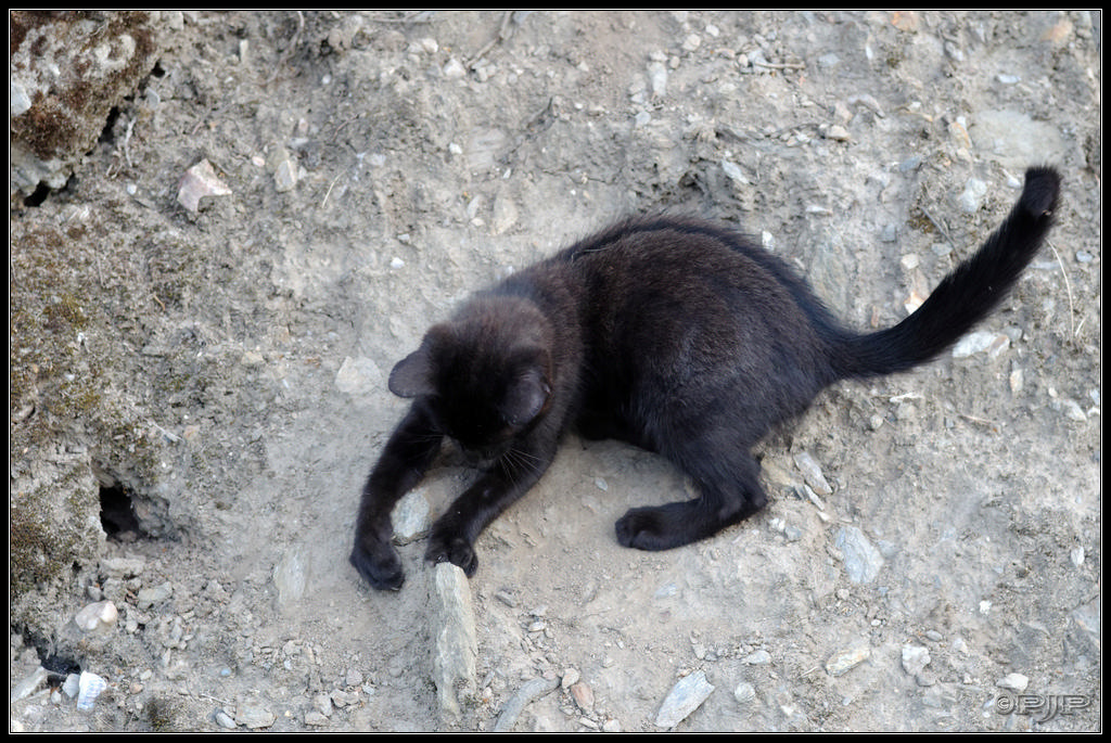 Animaux de compagnie - Page 15 20130722_205418_6113_DxO_1024-400koMax