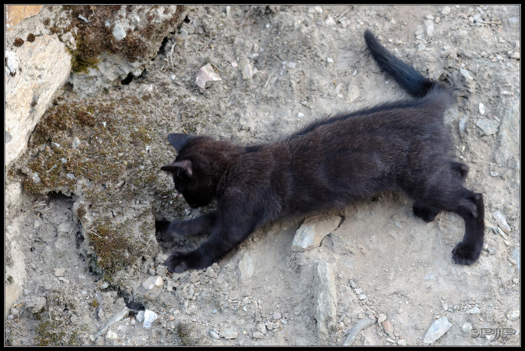 Animaux de compagnie - Page 15 20130722_205423_6115_DxO_1024-400koMax