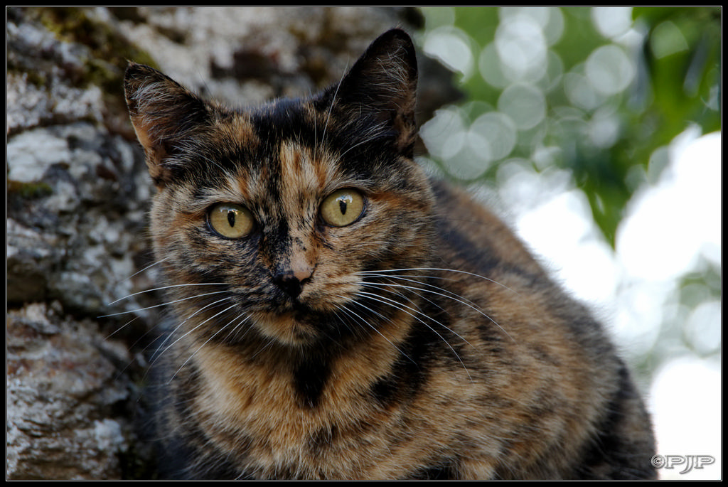 Animaux de compagnie - Page 16 20130729_202232_8216_DxO_1024-400koMax