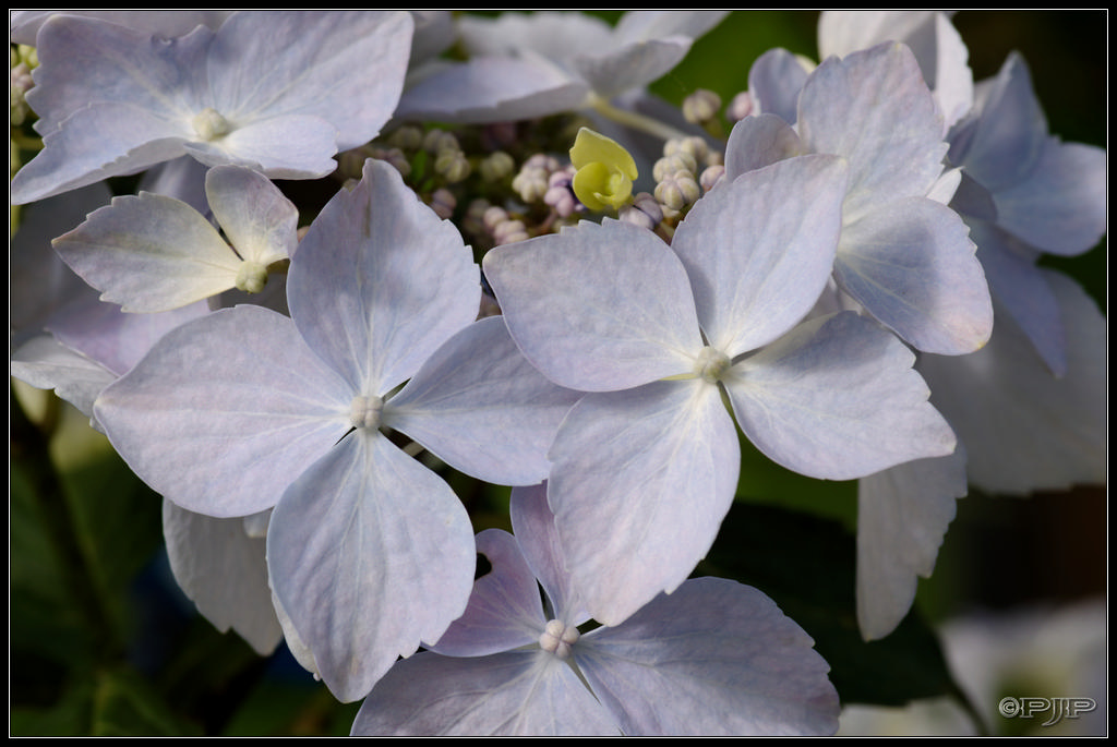 Expo d'Hortensias 20130629_174711_3026_DxO_1024-400koMax