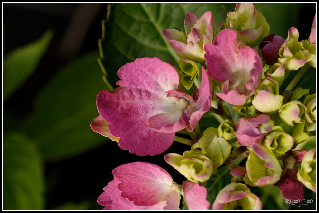 Expo d'Hortensias 20130629_180752_3125_DxO_1024-400koMax