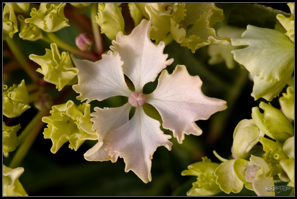 Expo d'Hortensias 20130629_180845_3130_DxO_1024-400koMax