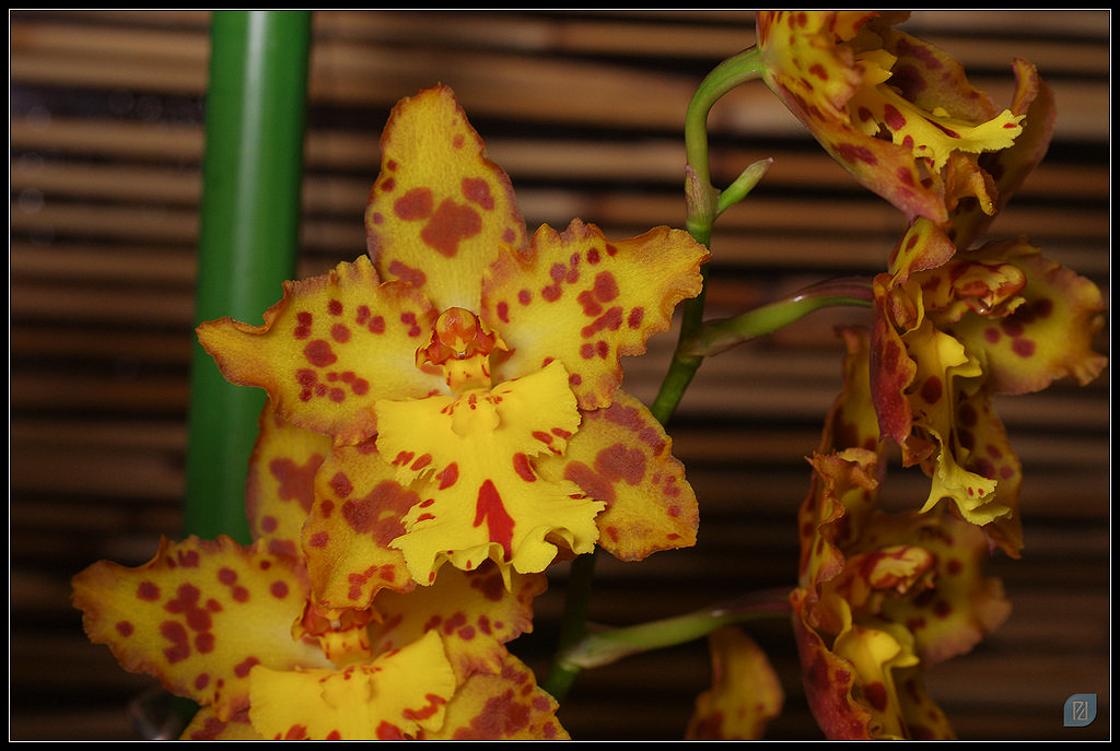 Orchidées 20111203_IMGP1538_1024-400koMax