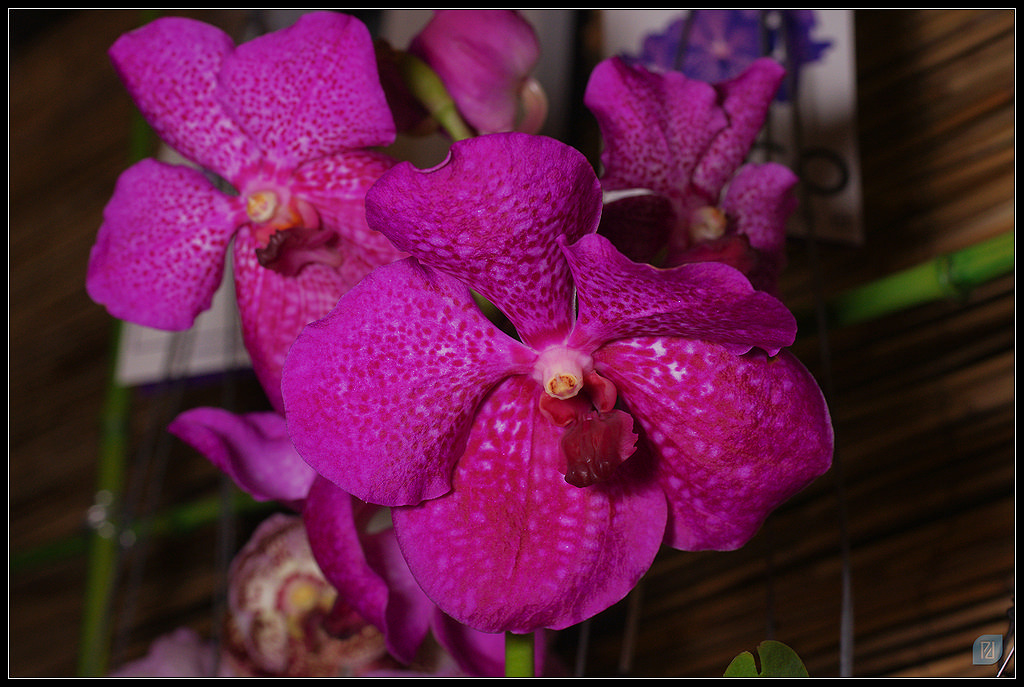 Orchidées 20111203_IMGP1539_1024-400koMax