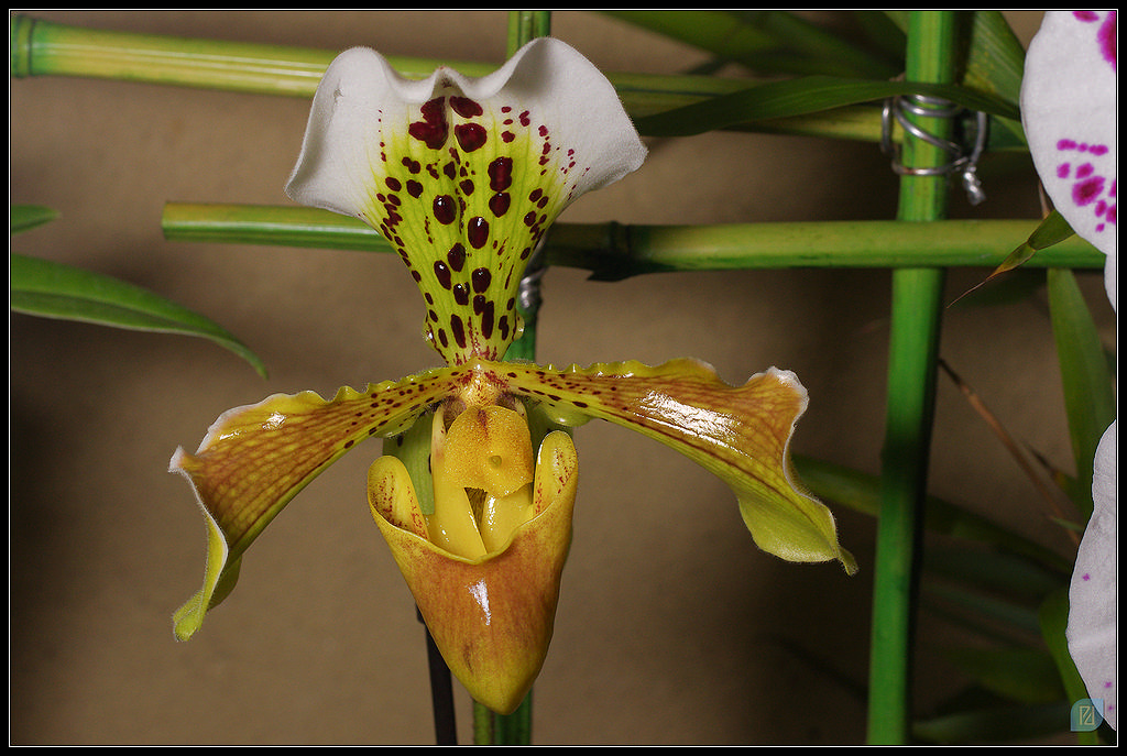 Orchidées 20111203_IMGP1548_1024-400koMax