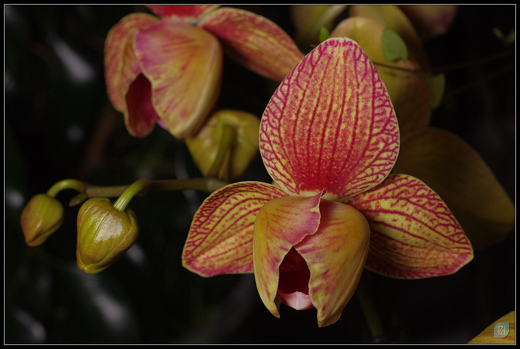 Orchidées 20111203_IMGP1564_1024-400koMax