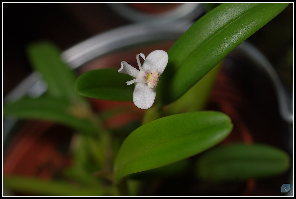 Orchidées 20111203_IMGP1666_1024-400koMax