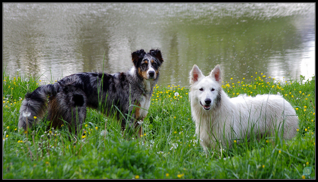 Chiens qui jouent 20120506_IMGP7737_1024-400koMax