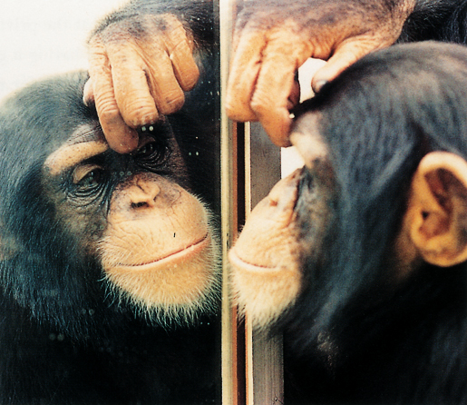 La physique en questions (de Jean-Marc Lévy-Leblond) Monkey_mirror