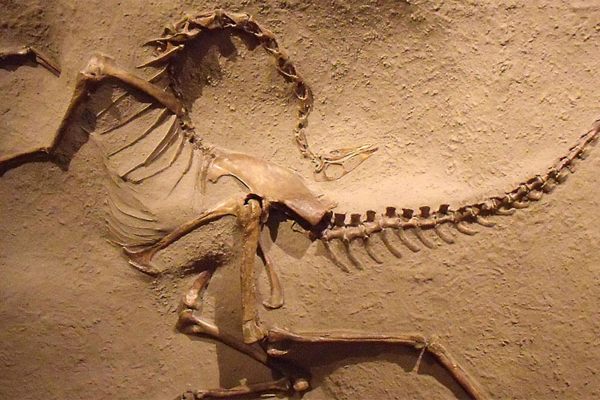 Fosili Paleontology