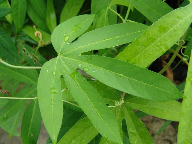 Les Plantes carnivores - Page 2 Maracuja