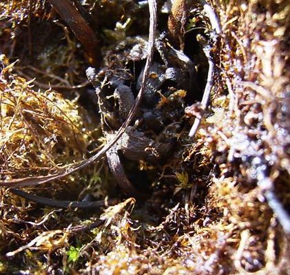 ma drosera philiphormis Fili