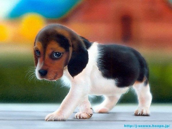 Raza: Beagle Beagle-puppy