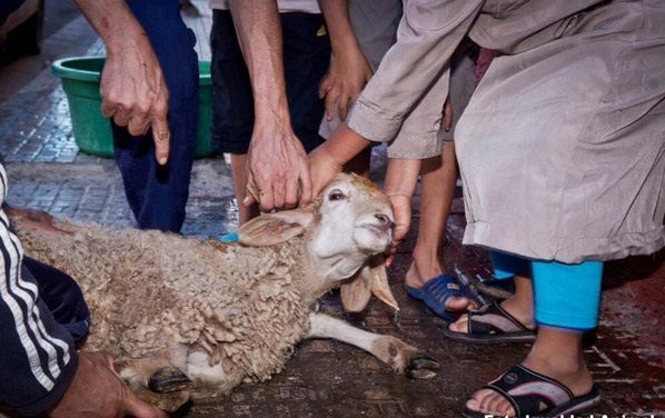 El PSOE felicita a los musulmanes y considera ‘riqueza cultural’ el sacrificio de corderos Foto-5