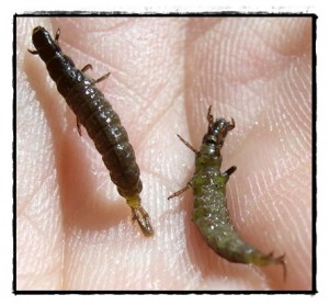 Patron  mouche versus naturel et index , matériel & Technic - Page 2 Caddis_larvae_2009_05_12-300x279