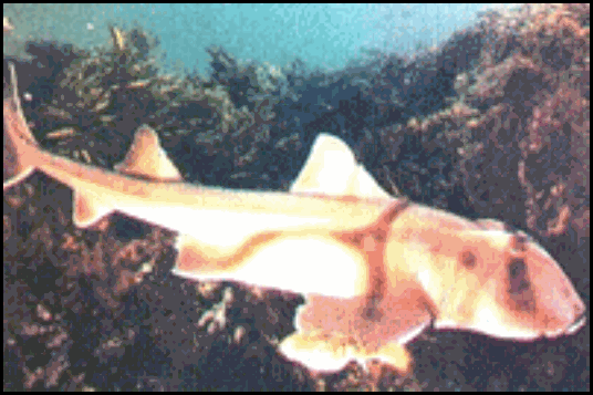  سمك القرش – Shark Clip_image002