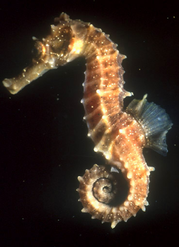  حصان البحر – SeaHorse H0001