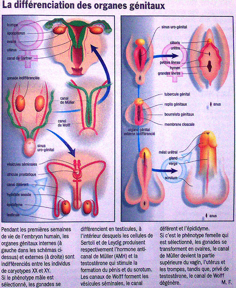différenciation des organes génitaux Differencitionorganesgenitaux