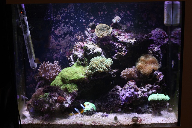 Mon mini reef de 120 Litres - Page 2 Complet