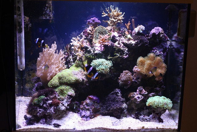 Mon mini reef de 120 Litres - Page 2 5