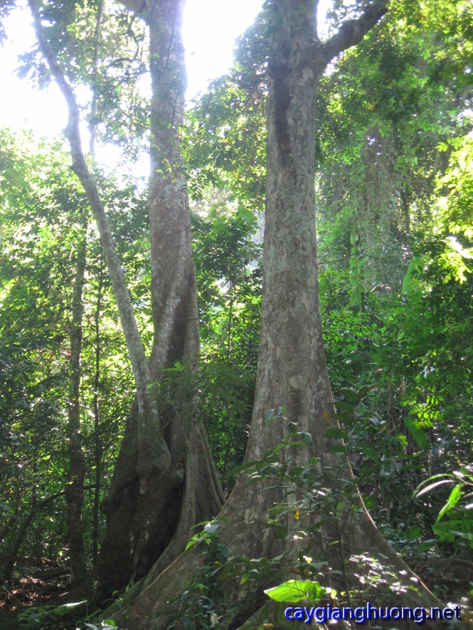 Cần mua cây giáng hương tại Long An Cay-giang-huong-3