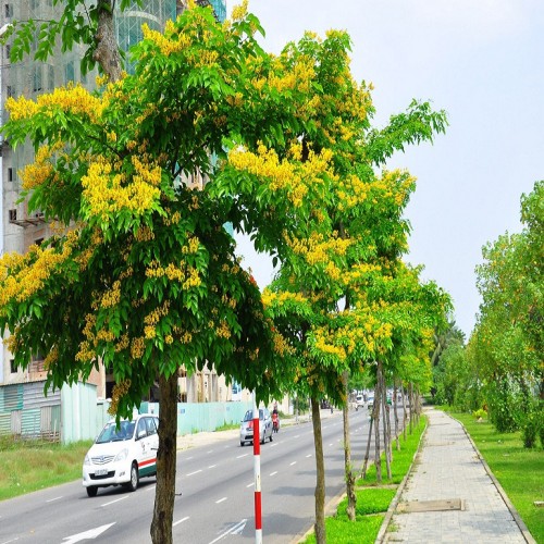 Thông tin cây giáng hương tại Thanh Phú 62_8020
