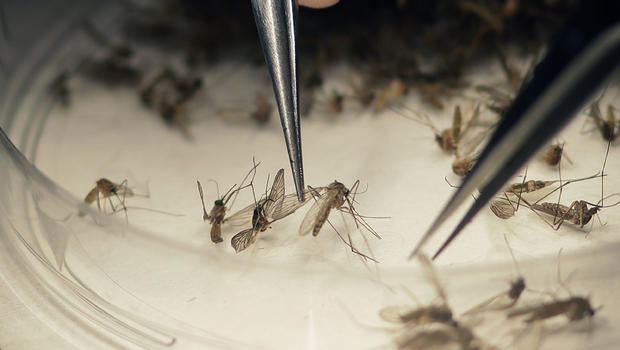 Hey leftists! Researchers are looking for volunteers willing to be infected with Zika virus Ap16216748813272