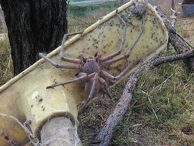 Only in Australia Spider