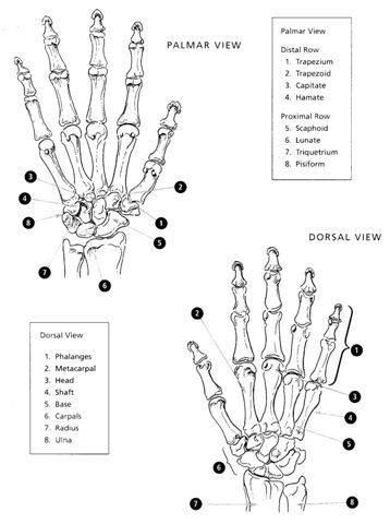 Hand reflexology charts! HandBones