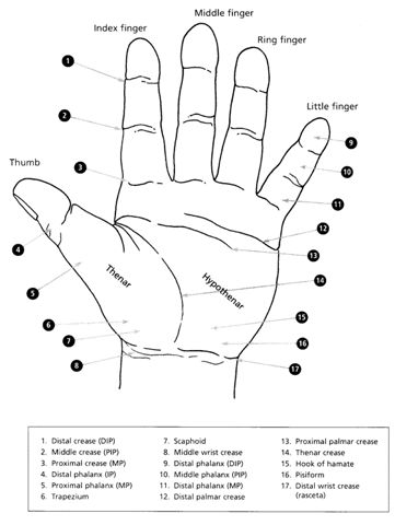 Hand reflexology charts! SaHand