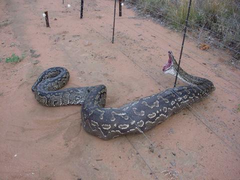 صورة وغناوة Rock-python-electric-fence