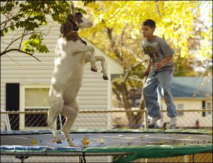 CUTE PICTURES! Goat-jumps-on-trampoline