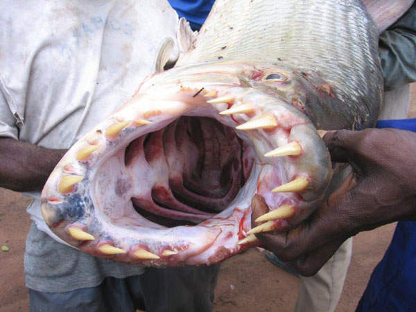 صور اغرب اسماك فى العاااااالم !!!من a7medutu Strange-fish-creature-closeup-teeth-congo-3