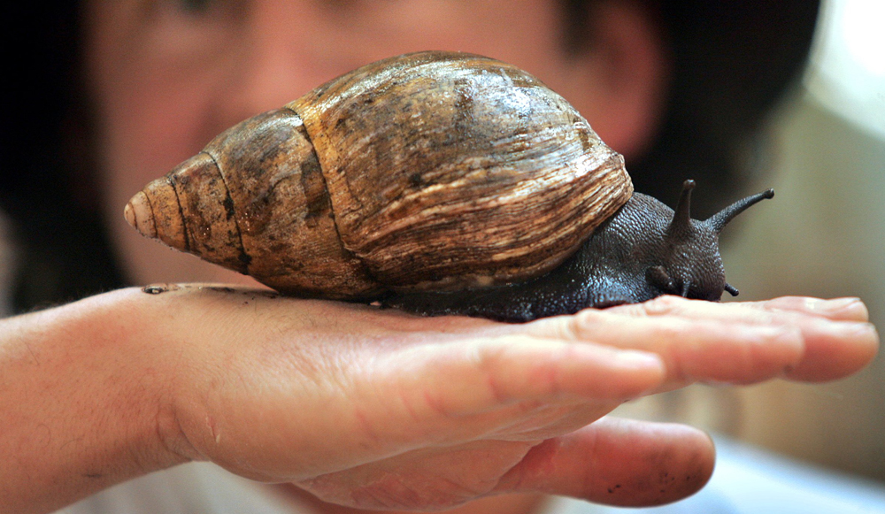 Escargot geant d'afrique L-attaque-des-escargots-geants