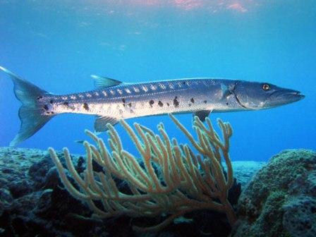 10 Ikan Tercepat di Lautan Barracuda