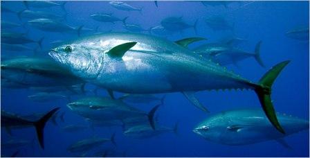 10 Ikan Tercepat di Lautan Bluefish-tuna