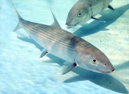 10 Ikan Tercepat di Lautan Bonefish