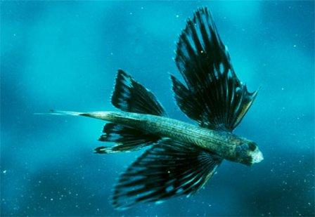 10 Ikan Tercepat di Lautan Four-winged-flying-fish