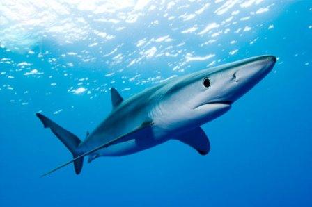 10 Ikan Tercepat di Lautan Great-blue-shark