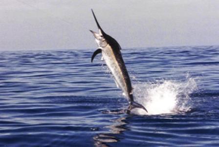 10 Ikan Tercepat di Lautan Marlin