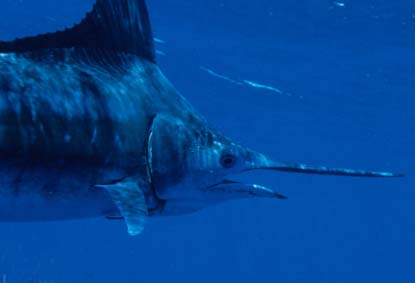 10 Ikan Tercepat di Lautan Swordfish