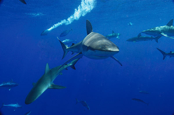 10 Perilaku Unik Dan Buruk Hewan Galapagos-shark