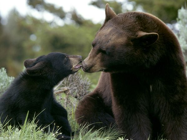 10 Perilaku Unik Dan Buruk Hewan Black-bear