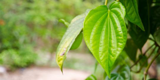 10 Tanaman Alami Penghilang Bau Badan Daun_sirih1