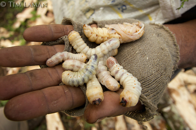 Giant Tree Grub MM7364-051015-0828