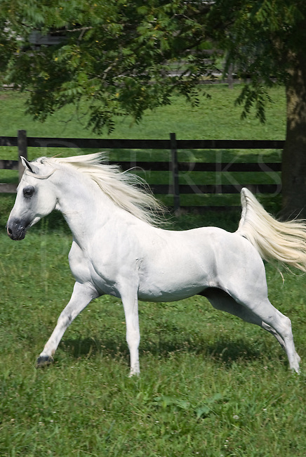 La génétique des robes pour les nuls 12231-Running-White-Arabian-Horse