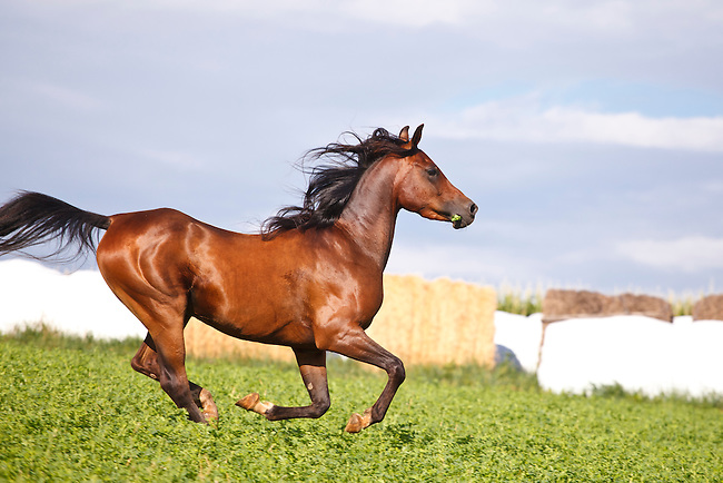 .::Ficha de Shiny::. Bay-Arabian-horse-galloping-in-fenced-pasture-MG-7490